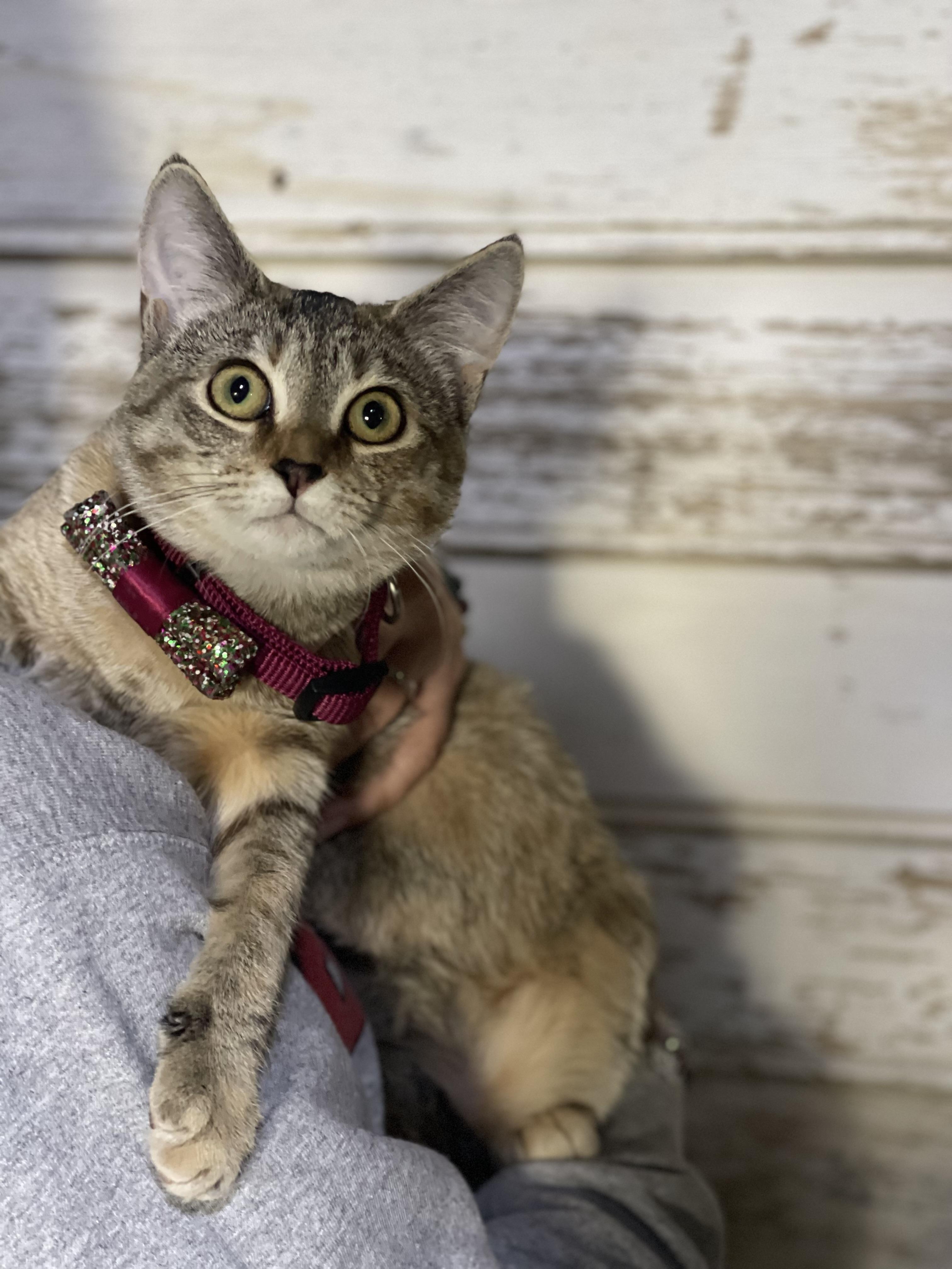 Abby, a Adoptable Domestic Short Hair image 3/3