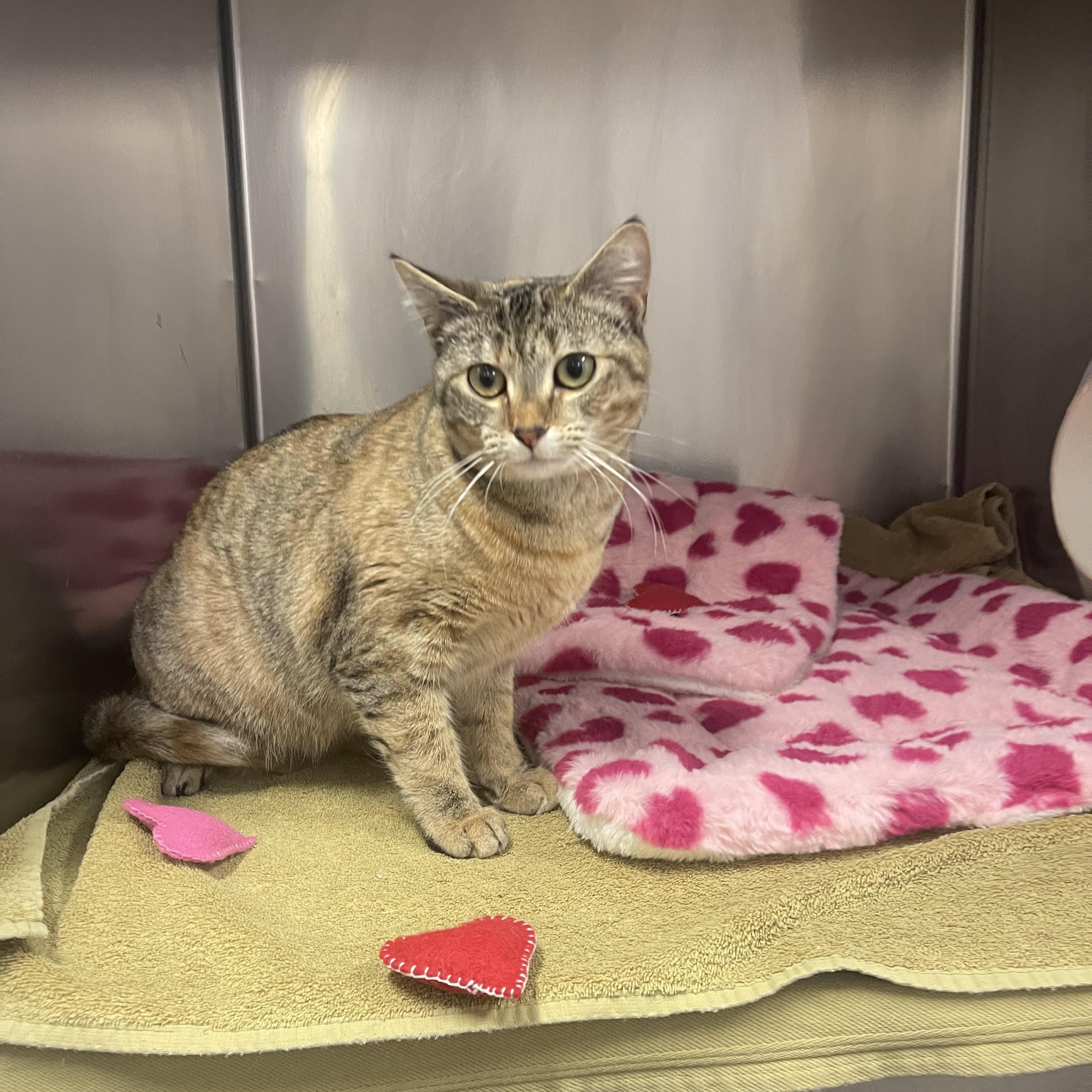 Enlarge Abby, a Adoptable Domestic Short Hair in Bridgeton, NJ image 4/4