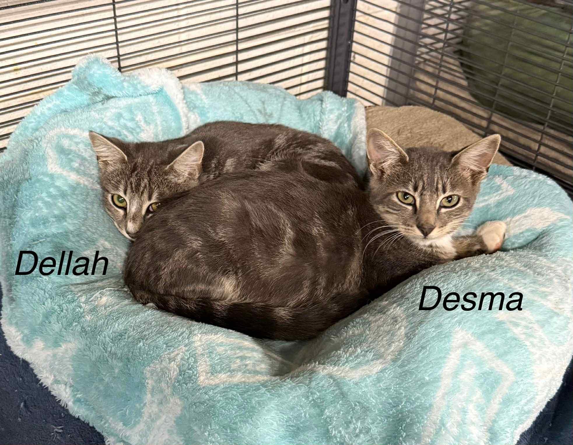 Dellah, Adoptable, Young Female Domestic Short Hair.