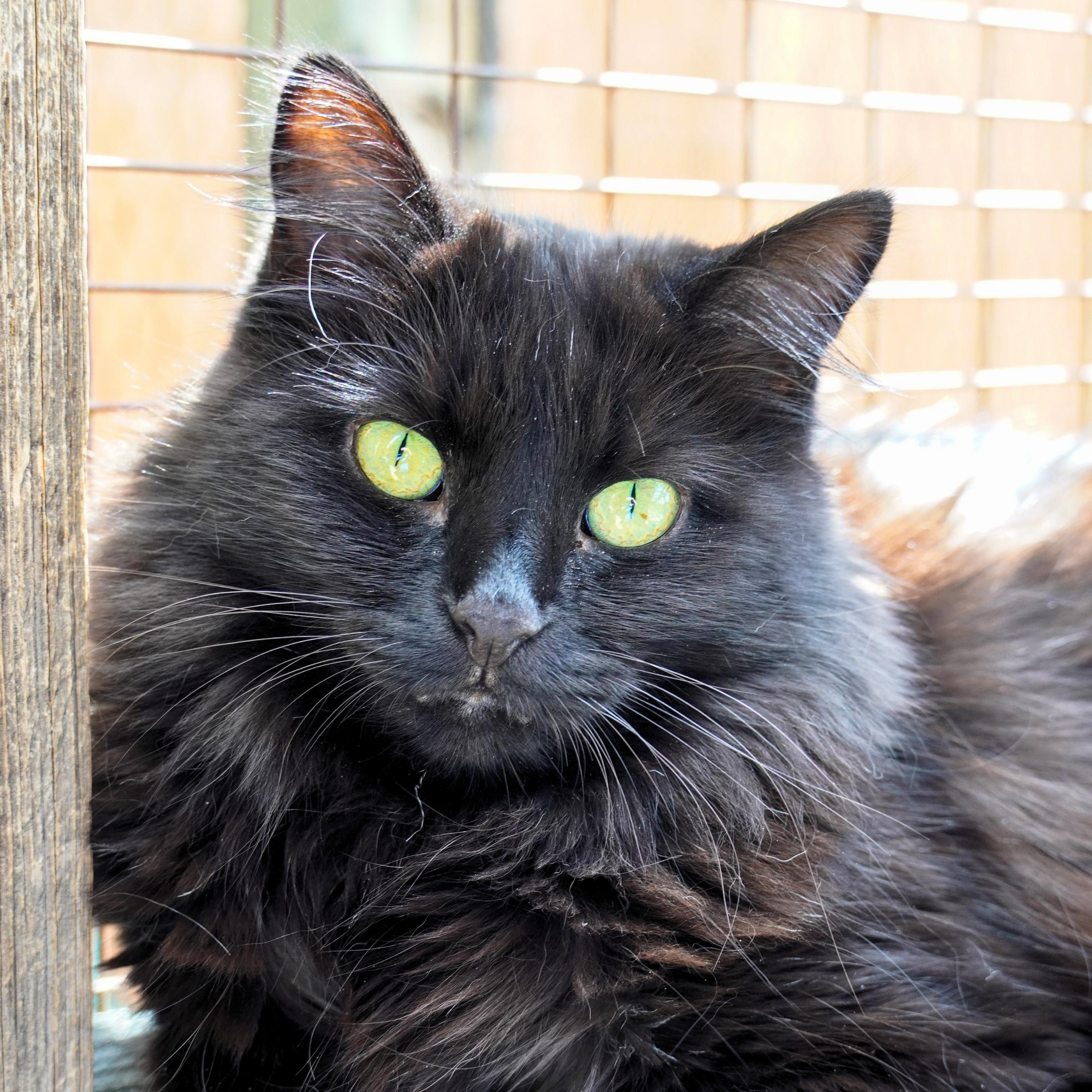 Enlarge Leela, a Adoptable mixed breed in Santa Fe, NM image 1/5