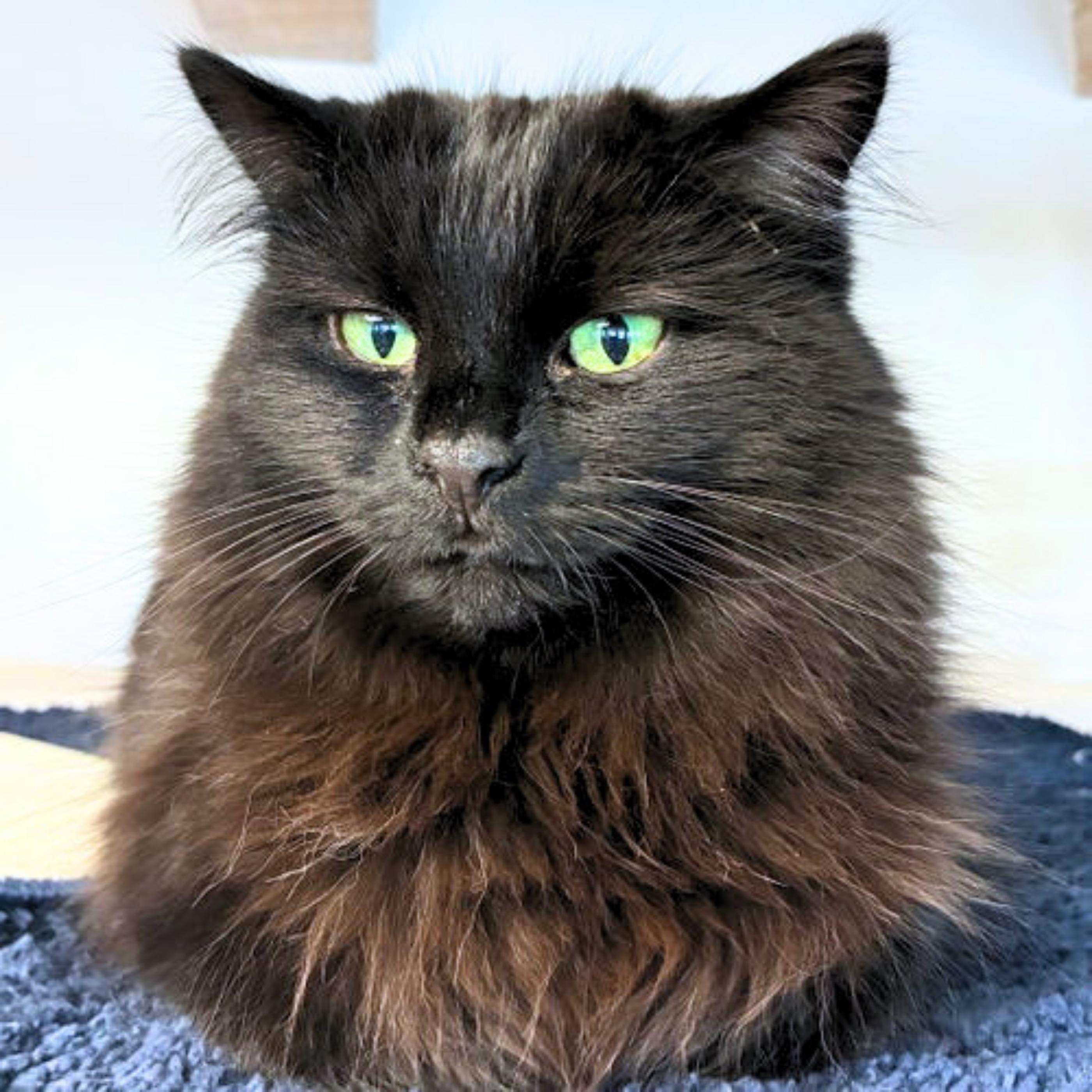 Enlarge Leela, a Adoptable mixed breed in Santa Fe, NM image 2/5