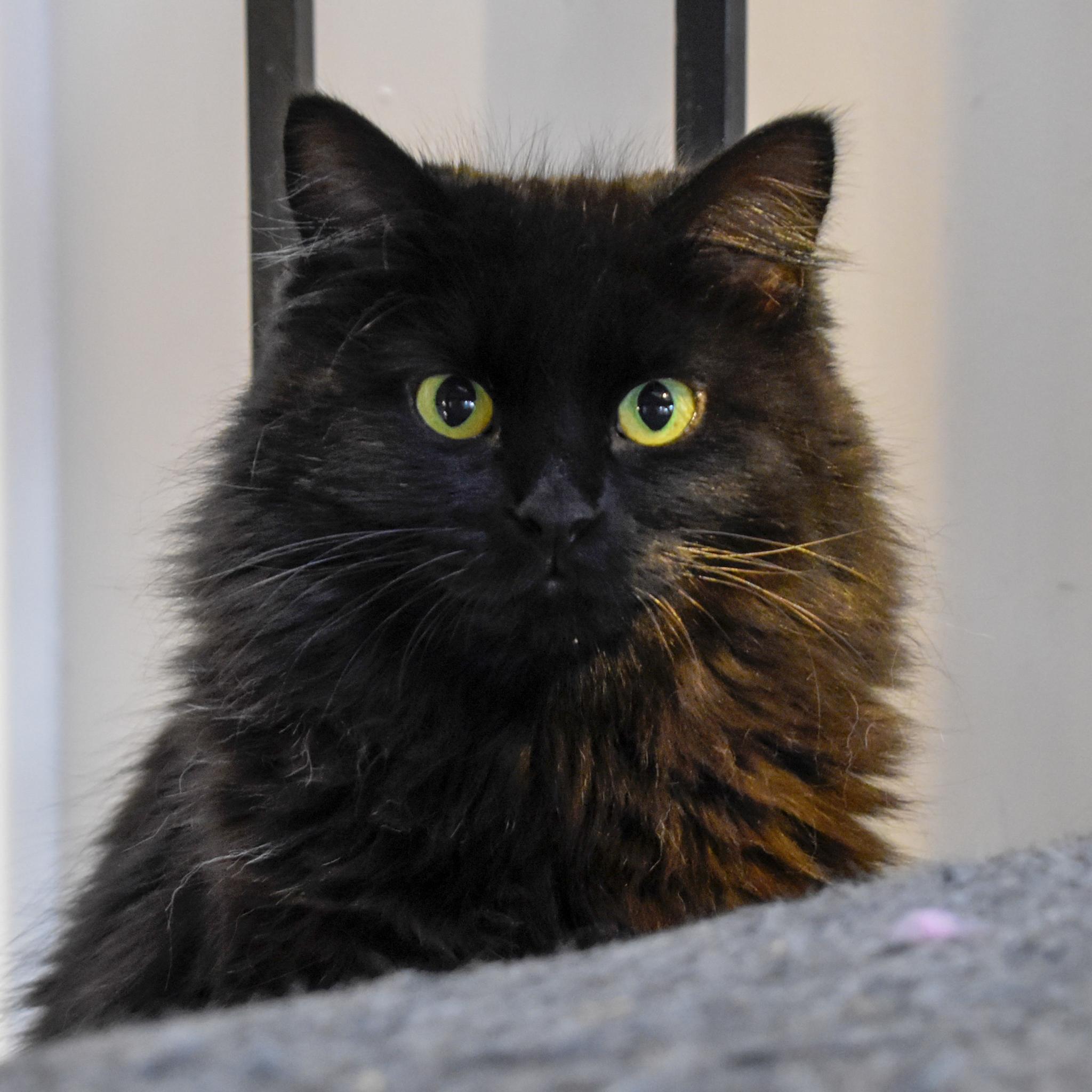 Leela, Adoptable, Adult Female Domestic Long Hair.