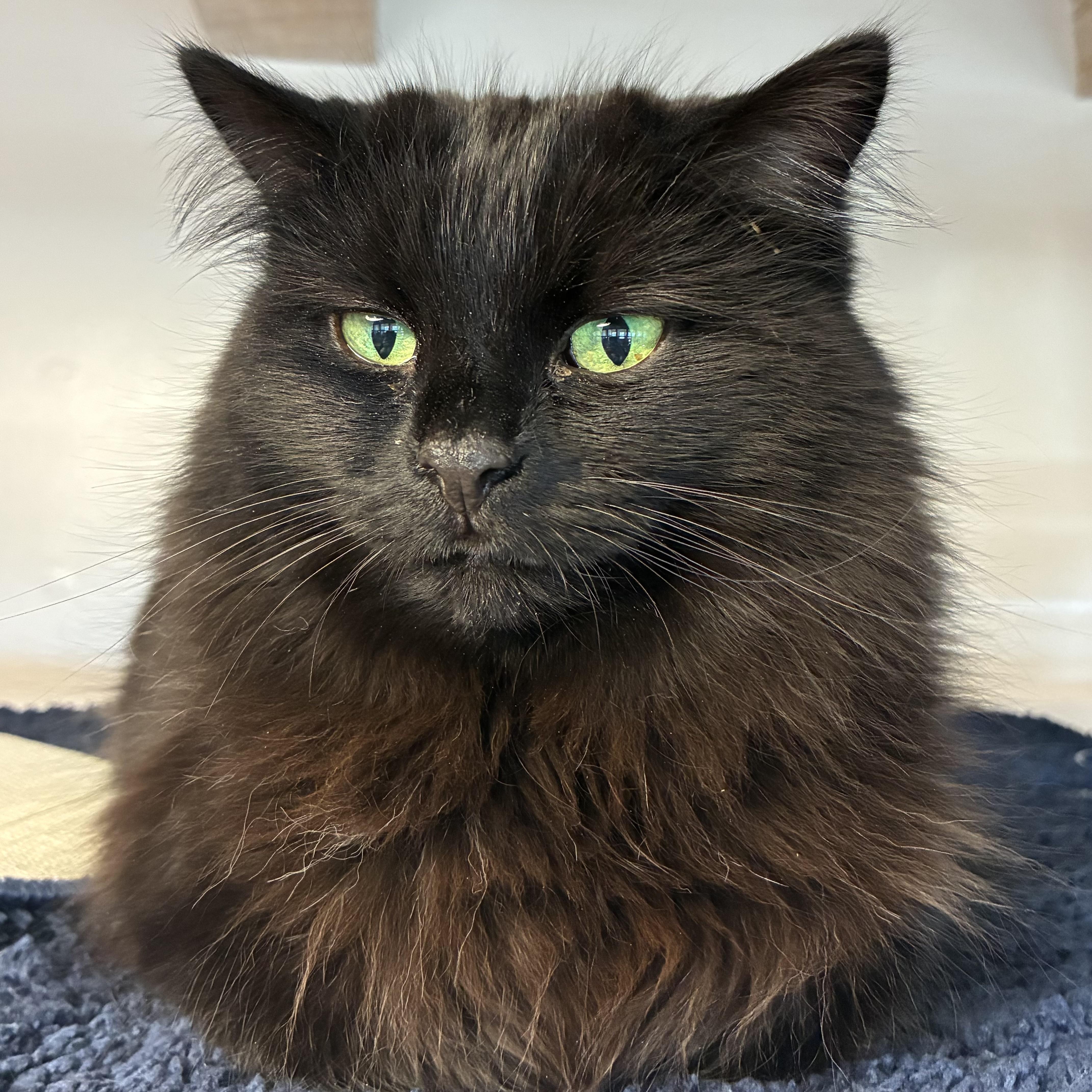 Leela, Adoptable, Adult Female Domestic Long Hair.