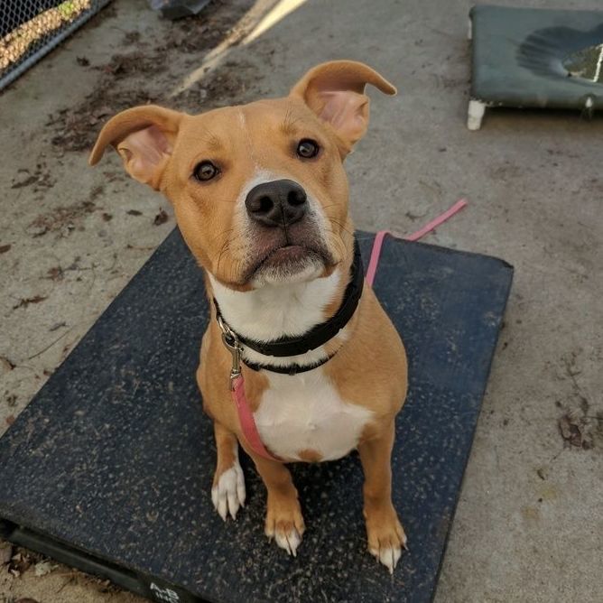 Cafe (foster-to-adopt), Adoptable, Adult Male Boxer.