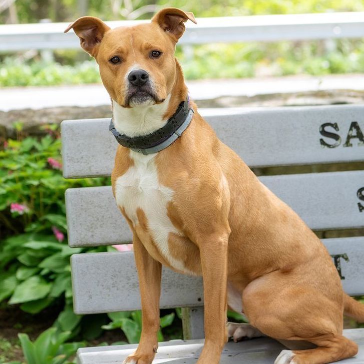 Cafe (foster-to-adopt), a Adoptable mixed breed in Rochester, NY image 3/12