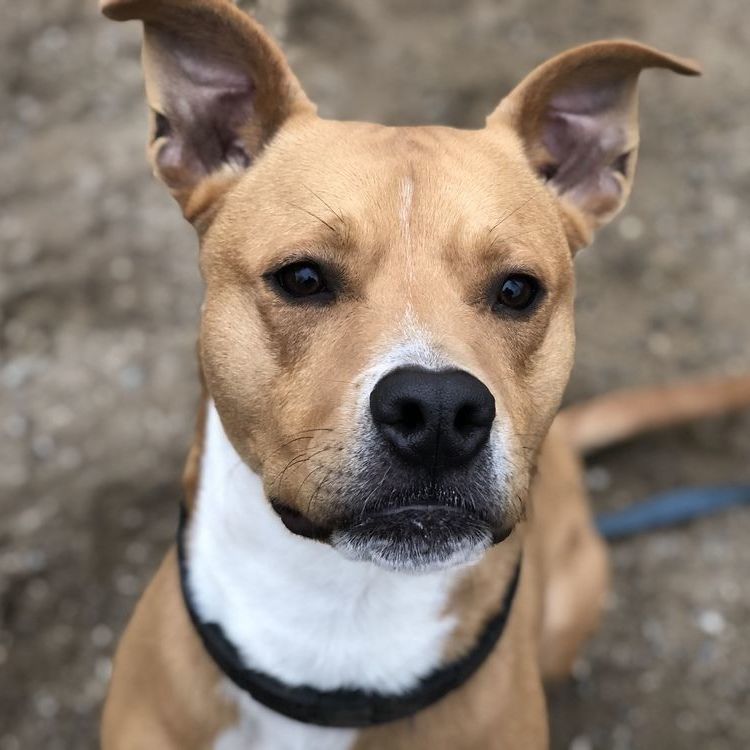 Cafe (foster-to-adopt), a Adoptable mixed breed in Rochester, NY image 5/12