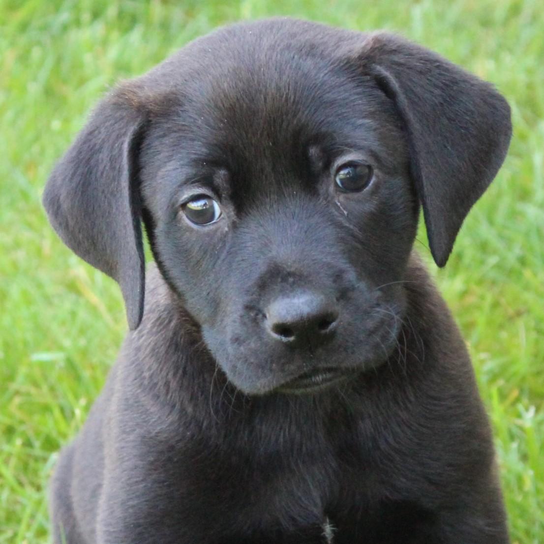 Callum, adopted, Puppy Male Black Labrador Retriever.