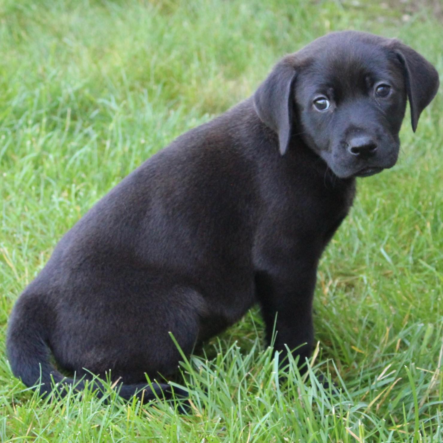 Enlarge Callum, an adopted Black Labrador Retriever in Eaton, OH image 3/3