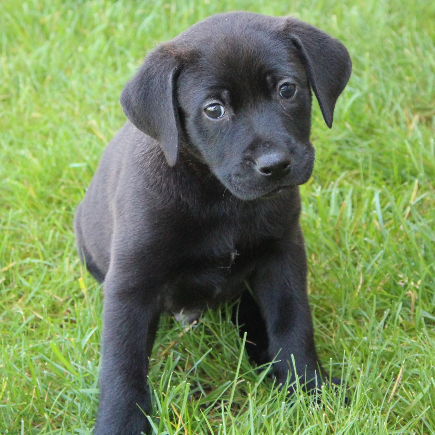 Enlarge Callum, an adopted Black Labrador Retriever in Eaton, OH image 2/3