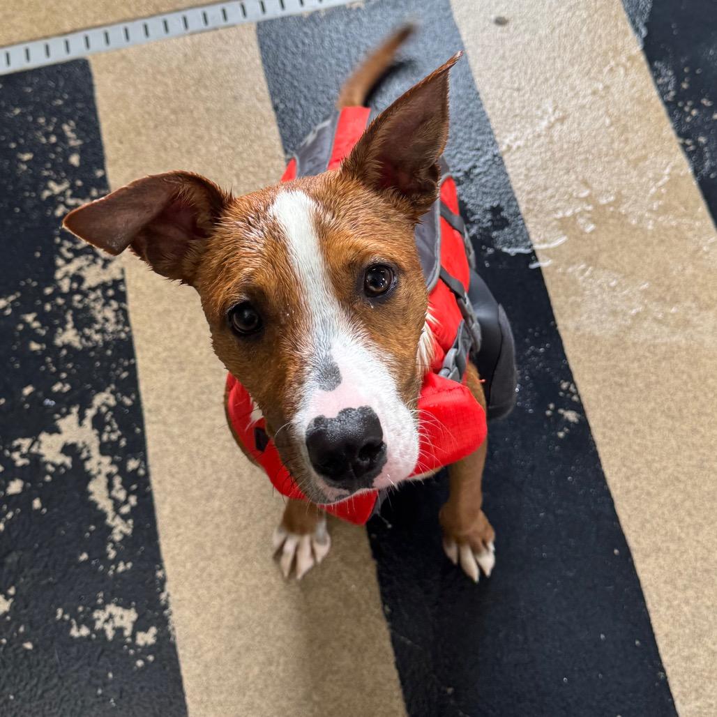 Mike, a Adoptable Mixed Breed in Mankato, MN image 1/4