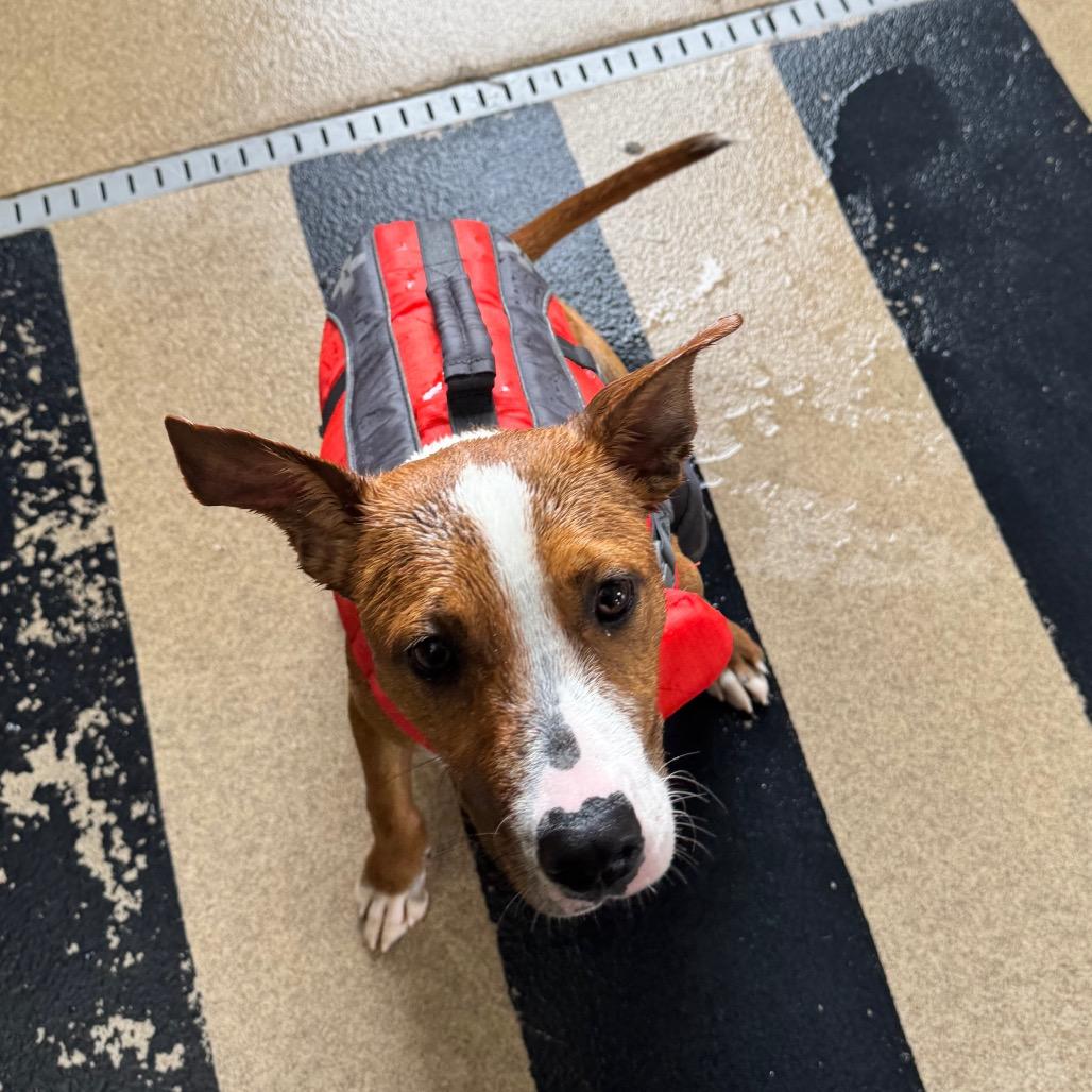Mike, a Adoptable Mixed Breed in Mankato, MN image 3/4