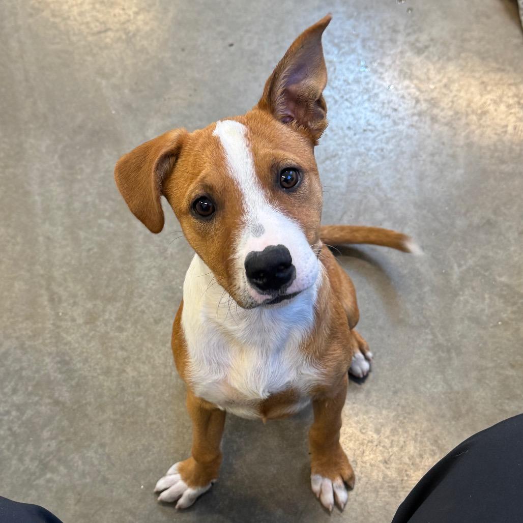 Mike, a Adoptable Mixed Breed in Mankato, MN image 4/4