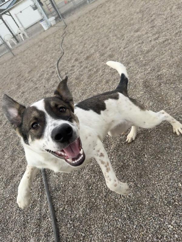 Sanders, Adoptable, Young Male Mixed Breed.