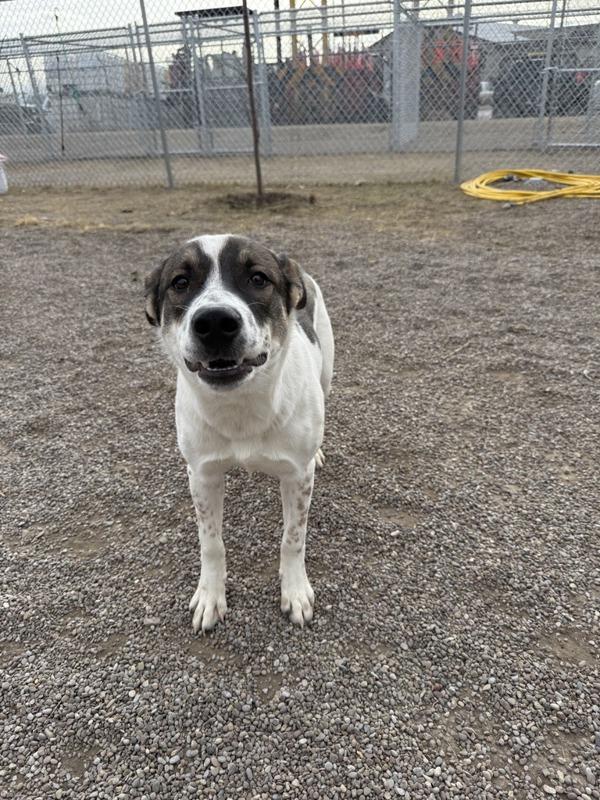 Sanders, a Adoptable mixed breed in Great Falls, MT image 2/6