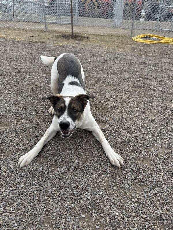 Sanders, a Adoptable mixed breed in Great Falls, MT image 3/6