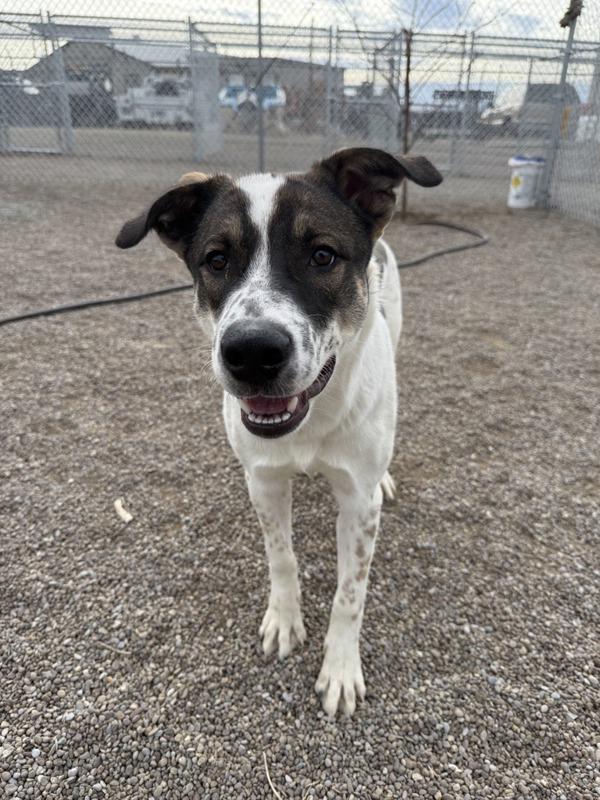 Sanders, a Adoptable mixed breed in Great Falls, MT image 4/6