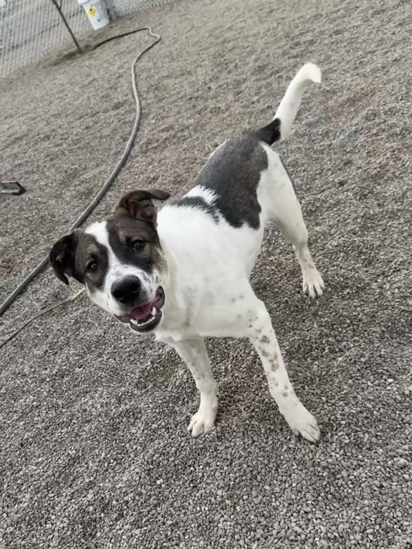 Sanders, a Adoptable mixed breed in Great Falls, MT image 5/6