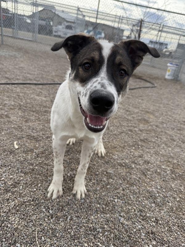 Sanders, a Adoptable mixed breed in Great Falls, MT image 6/6