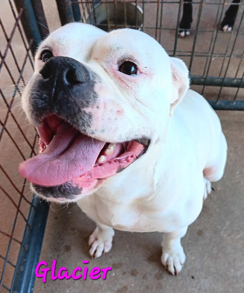 GLACIER, Adoptable, Young Female English Bulldog.