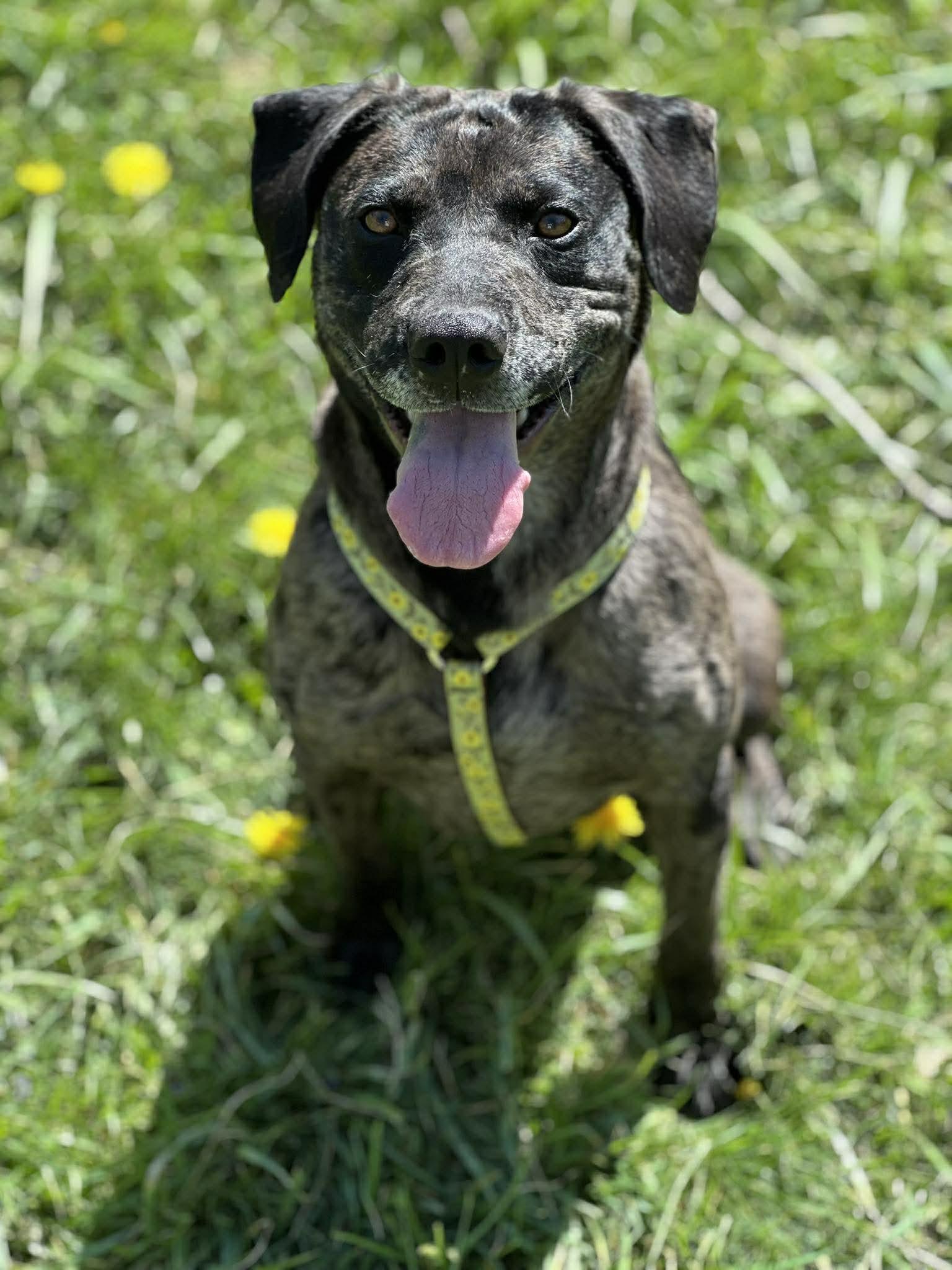 Enlarge Polly, a ADOPTABLE mixed breed in Newland, NC image 2/2