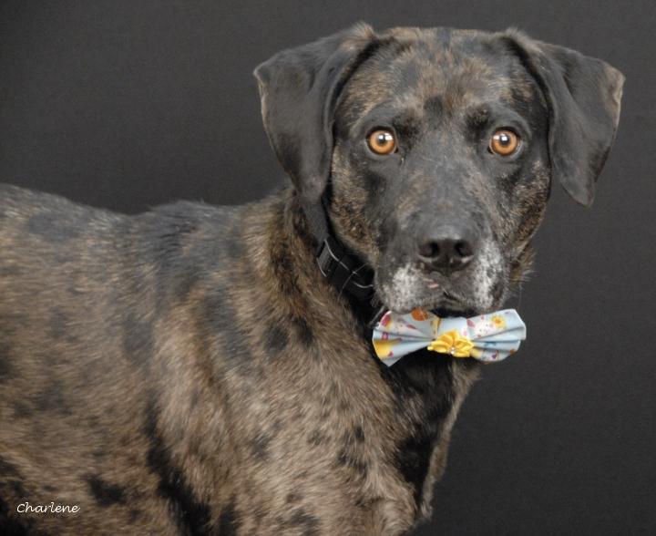 Enlarge Polly, a ADOPTABLE mixed breed in Newland, NC image 1/2