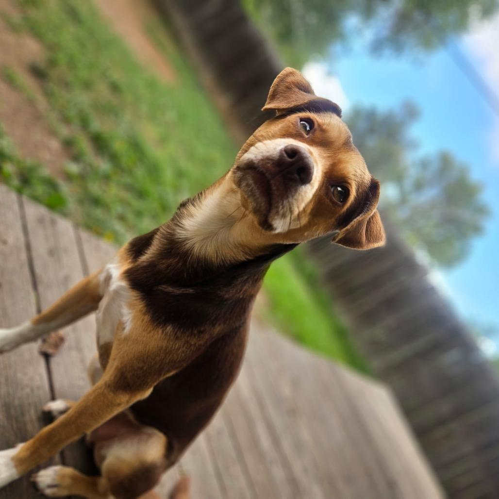 Molinar, Adoptable, Adult Male Chihuahua & Mixed Breed.