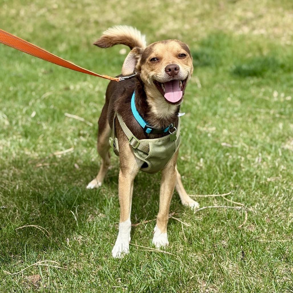 Molinar, Adoptable, Adult Male Chihuahua & Mixed Breed.