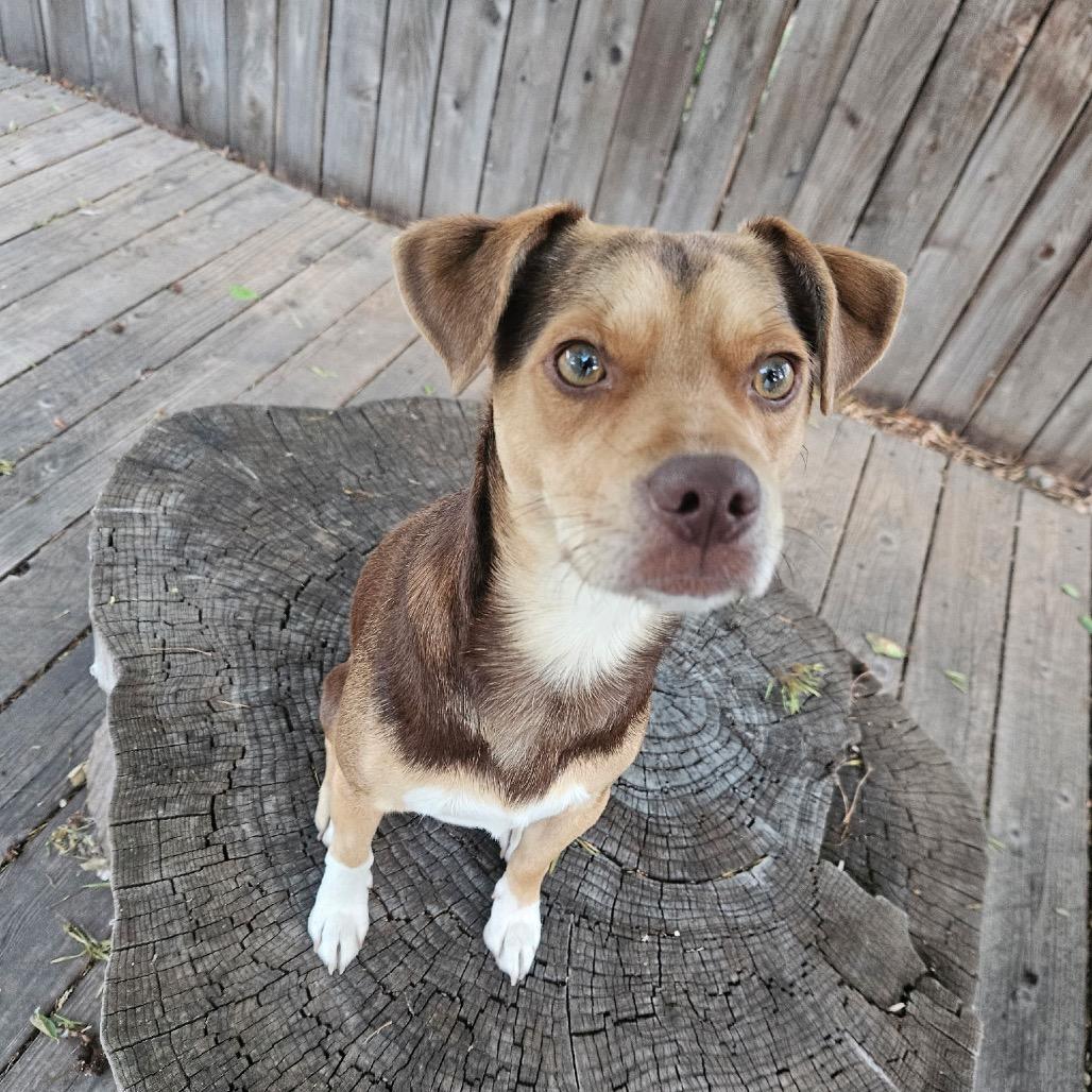 Molinar, a Adoptable mixed breed in Fort Collins, CO image 3/6