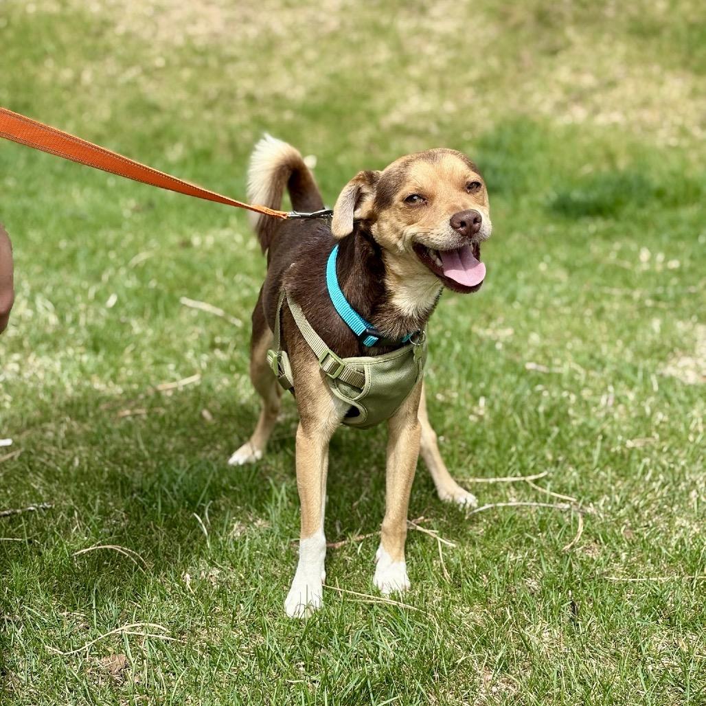 Enlarge Molinar, a Adoptable mixed breed in Fort Collins, CO image 2/3