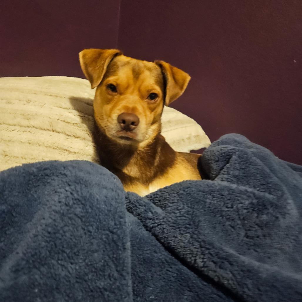 Molinar, a Adoptable mixed breed in Fort Collins, CO image 5/6