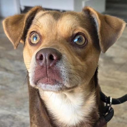 Enlarge Molinar, a Adoptable mixed breed in Fort Collins, CO image 3/3
