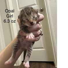 Opal, Adoptable, Kitten Female Domestic Short Hair.