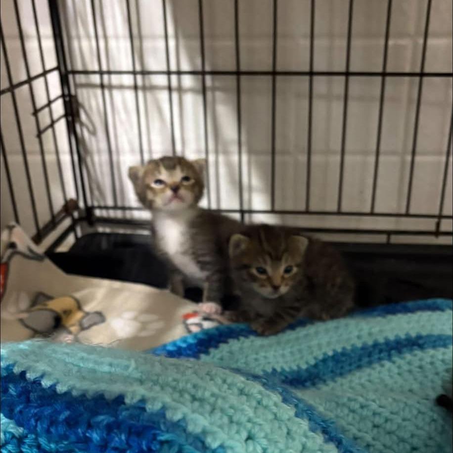 Enlarge Opal, a Adoptable Domestic Short Hair in Baytown, TX image 2/3