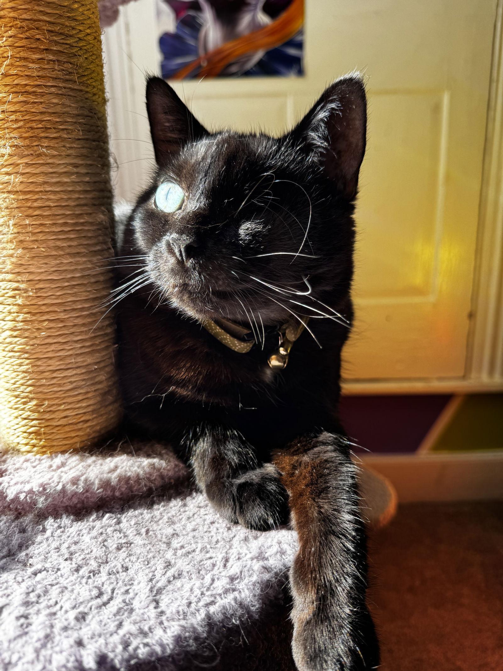 Enlarge Jolyne, a Adoptable Domestic Short Hair in Stewartsville, NJ image 1/3