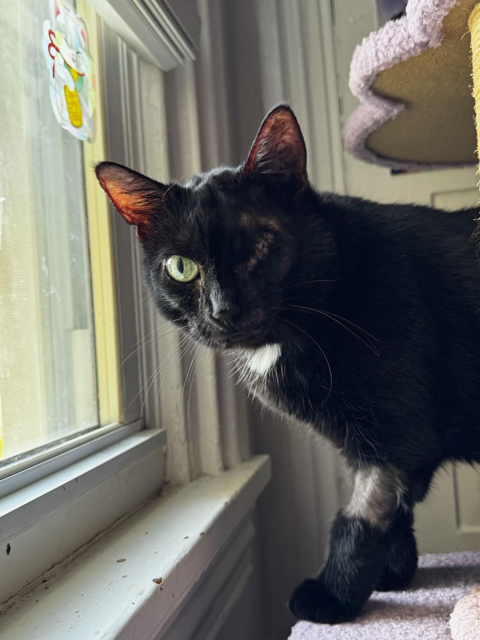 Enlarge Jolyne, a Adoptable Domestic Short Hair in Stewartsville, NJ image 2/3