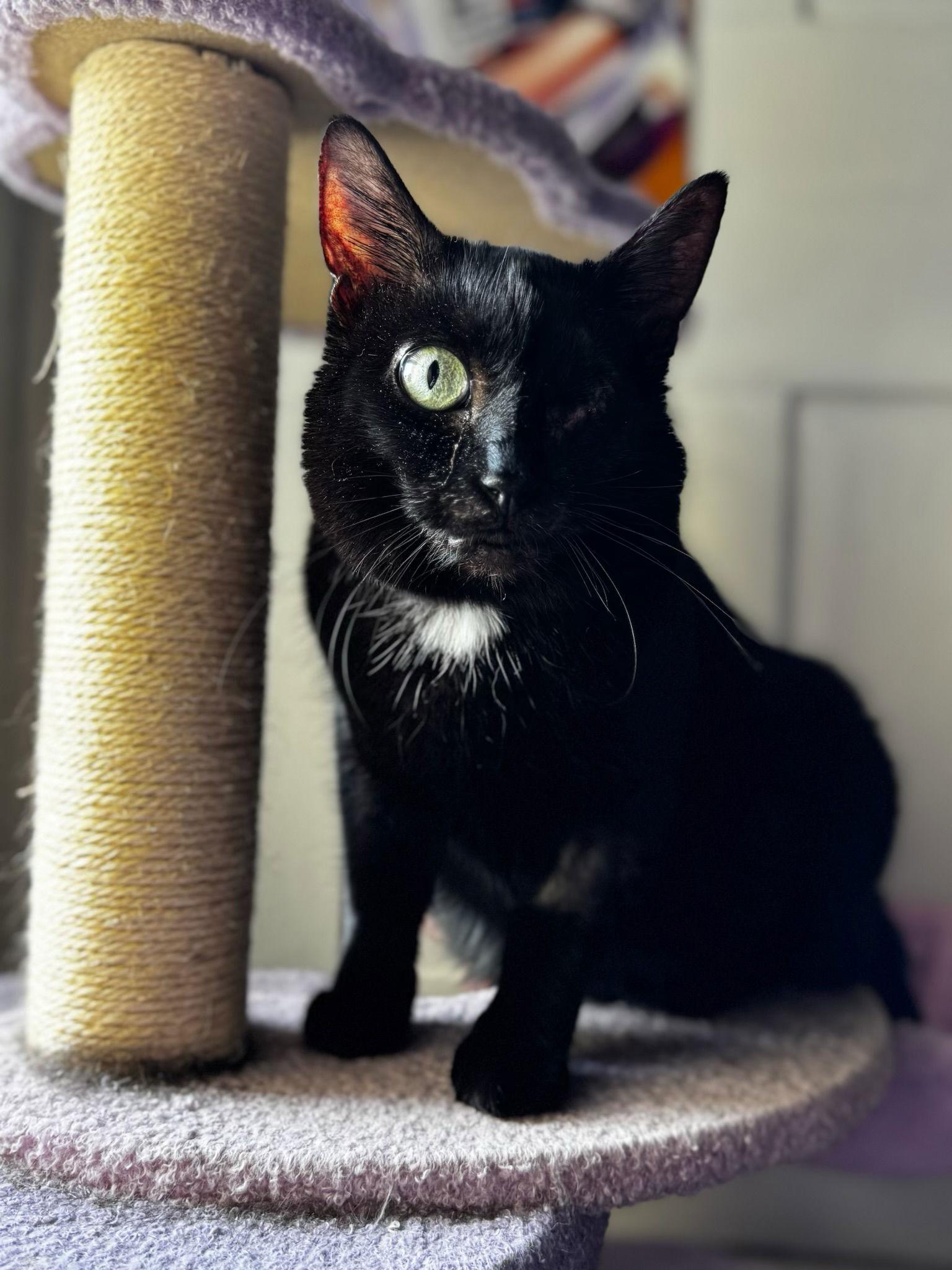 Enlarge Jolyne, a Adoptable Domestic Short Hair in Stewartsville, NJ image 3/3