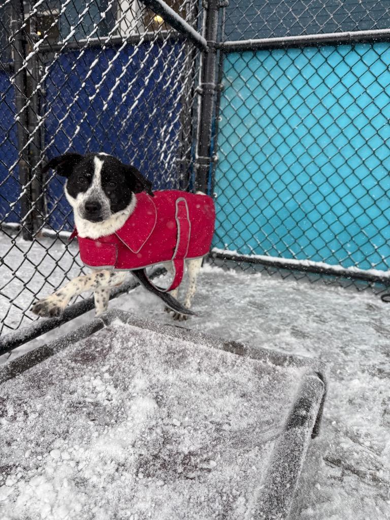 Mugsy, Adoptable, Young Male Hound.