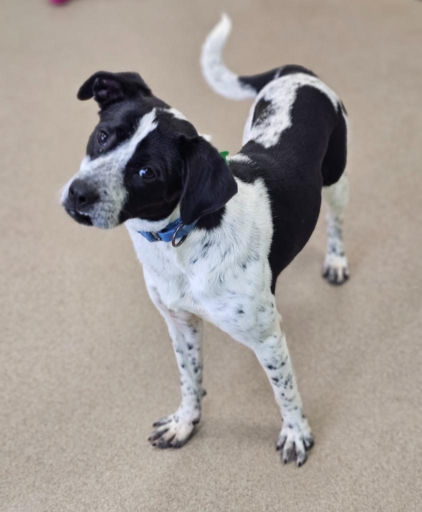 Enlarge Mugsy, a Adoptable mixed breed in North Syracuse, NY image 2/4