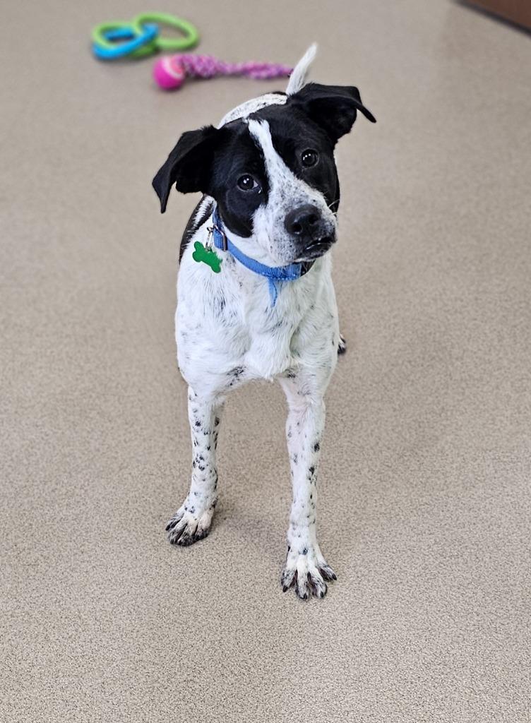 Enlarge Mugsy, a Adoptable mixed breed in North Syracuse, NY image 3/4