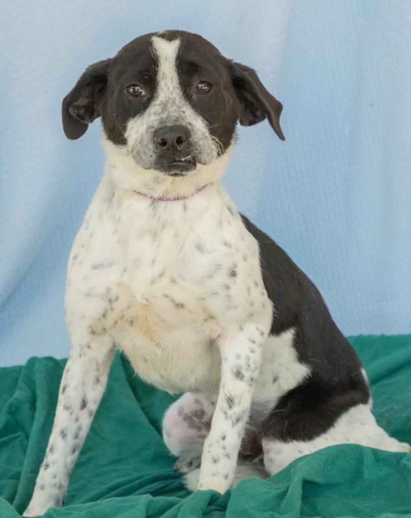 Enlarge Mugsy, a Adoptable mixed breed in North Syracuse, NY image 4/4