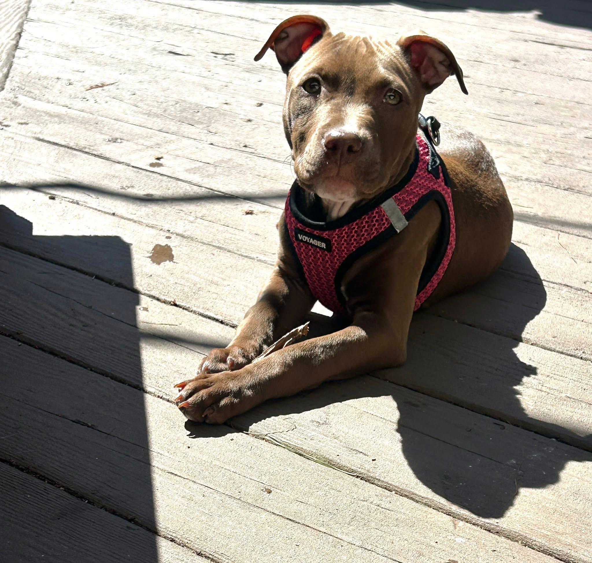 Enlarge Henrietta, a Adoptable mixed breed in Oceanport, NJ image 1/5