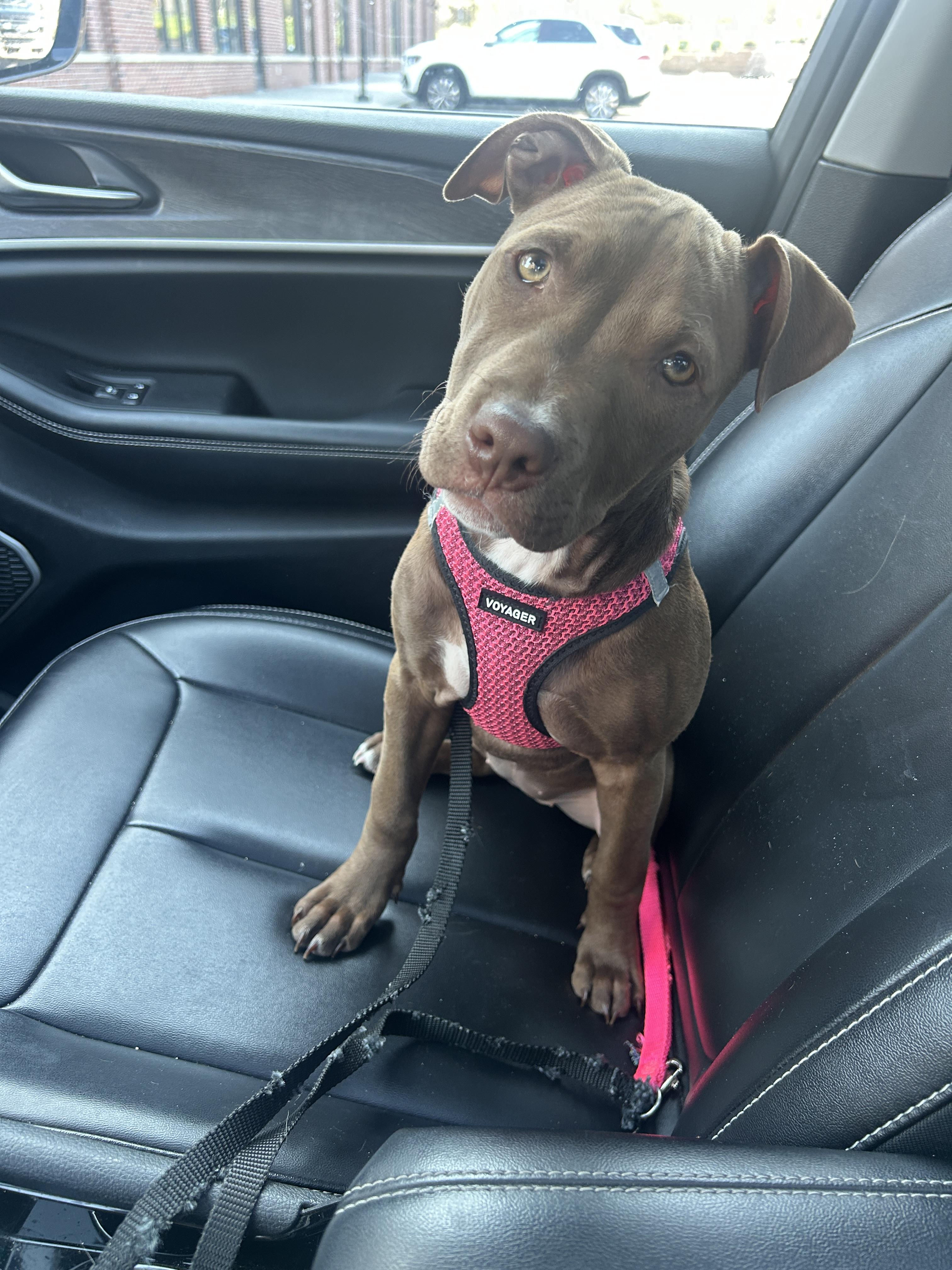 Enlarge Henrietta, a Adoptable mixed breed in Oceanport, NJ image 2/5