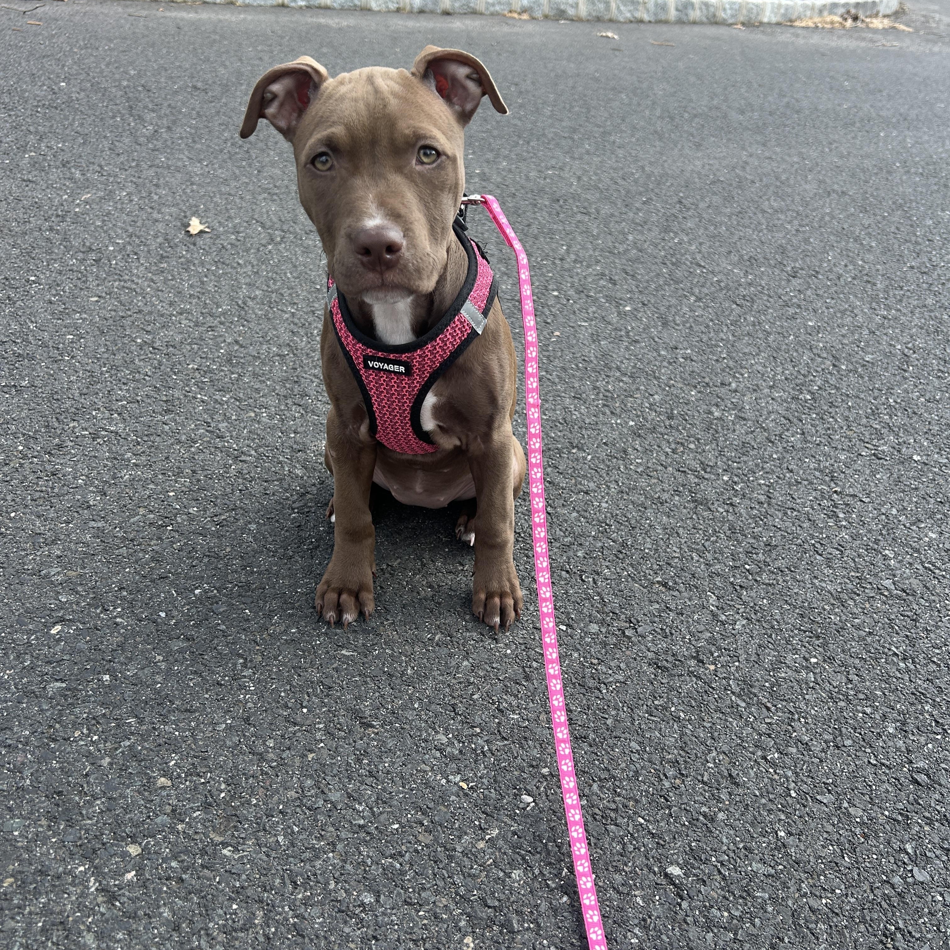 Enlarge Henrietta, a Adoptable mixed breed in Oceanport, NJ image 4/5