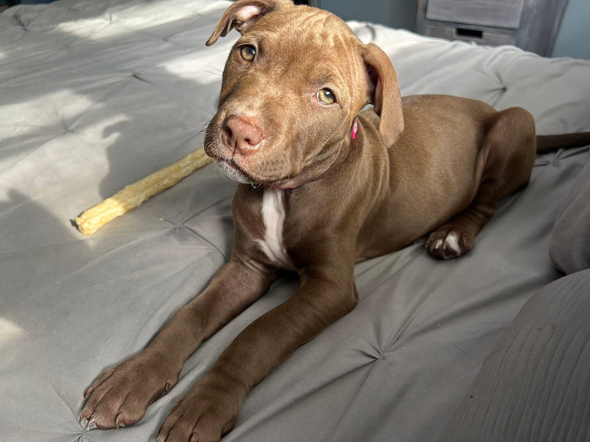 Enlarge Henrietta, a Adoptable mixed breed in Oceanport, NJ image 5/5