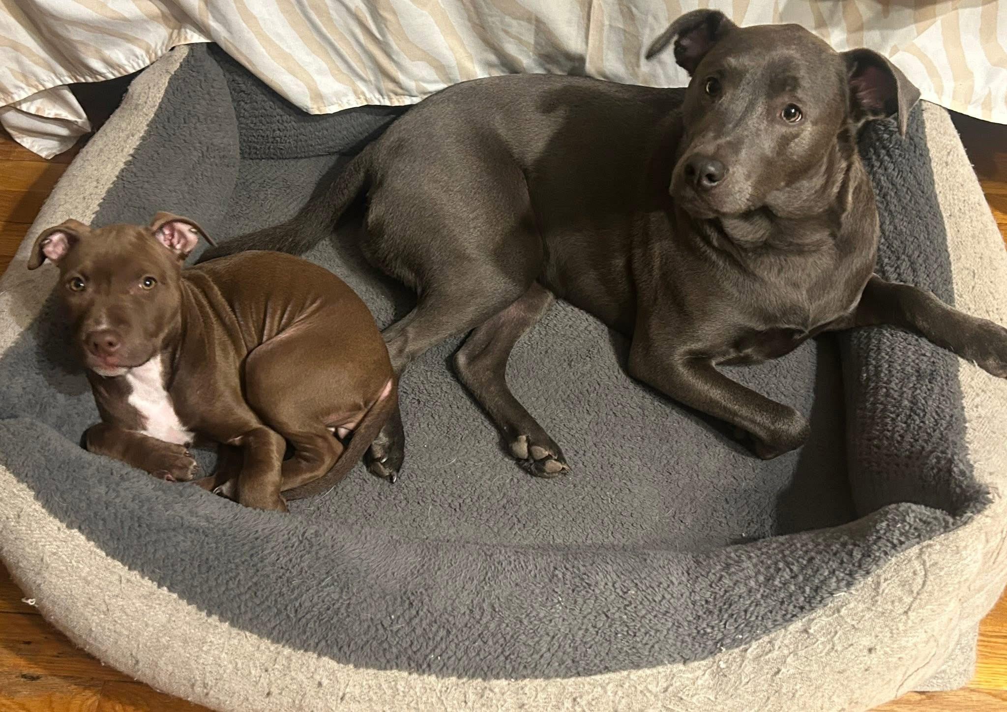 Enlarge Henrietta, a Adoptable mixed breed in Oceanport, NJ image 3/5