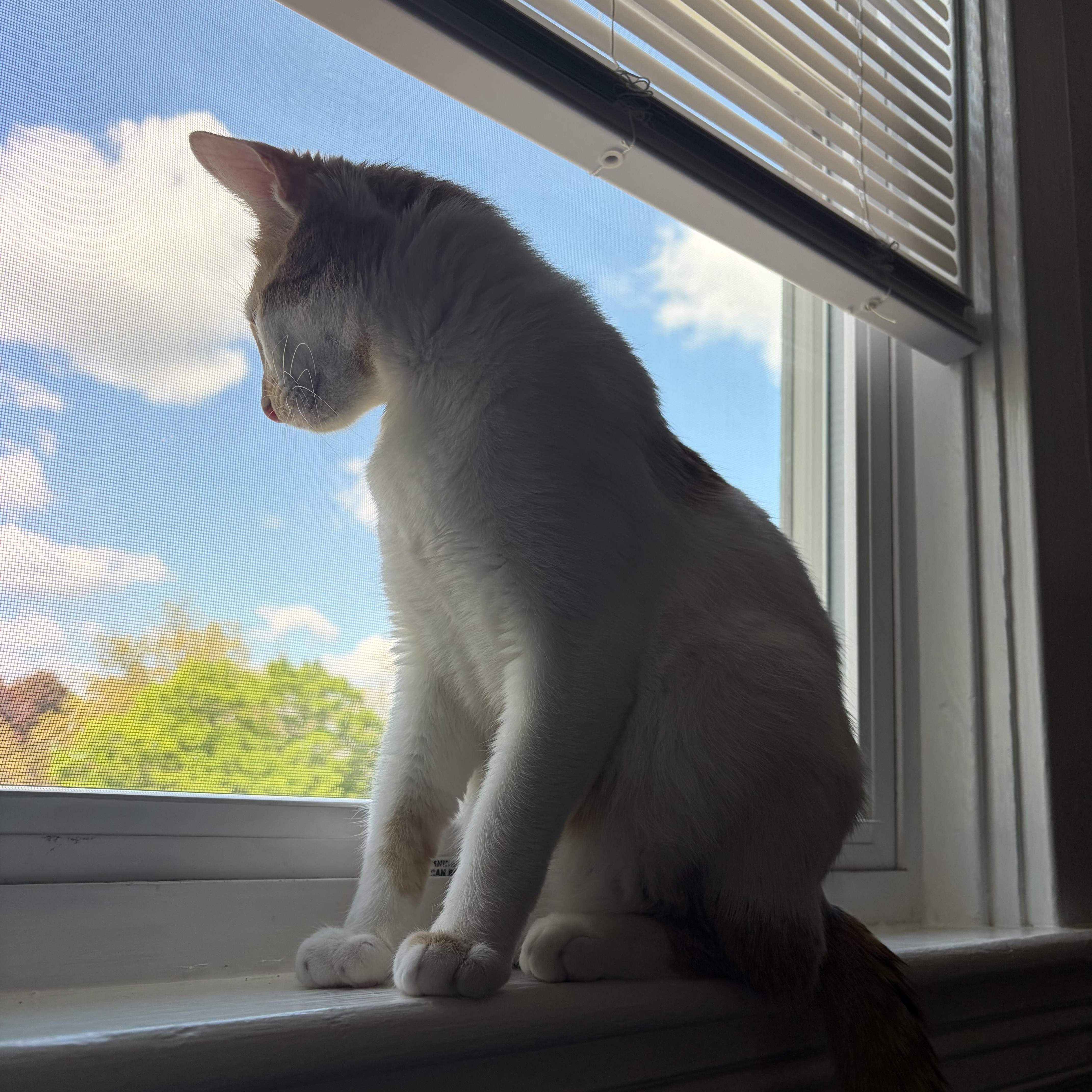 Chester photo