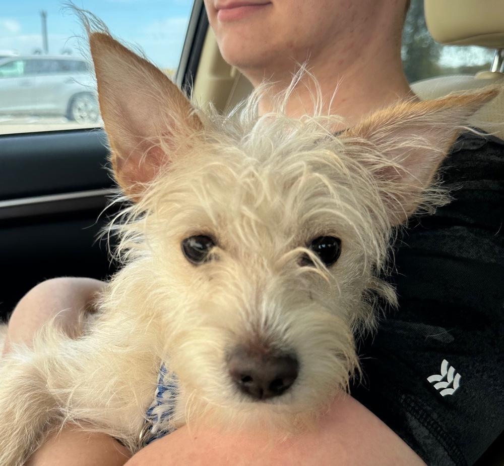 Enlarge Radar, a Adopted mixed breed in Richardson, TX image 2/6