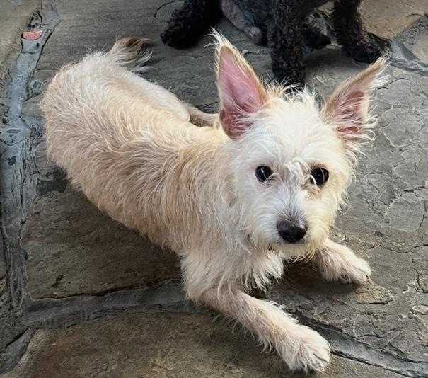 Enlarge Radar, a Adopted mixed breed in Richardson, TX image 6/6