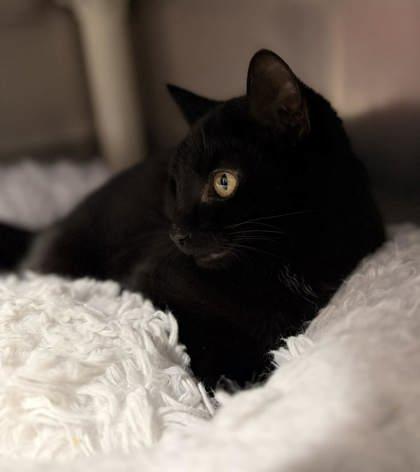 Midnight — thumbnail 2