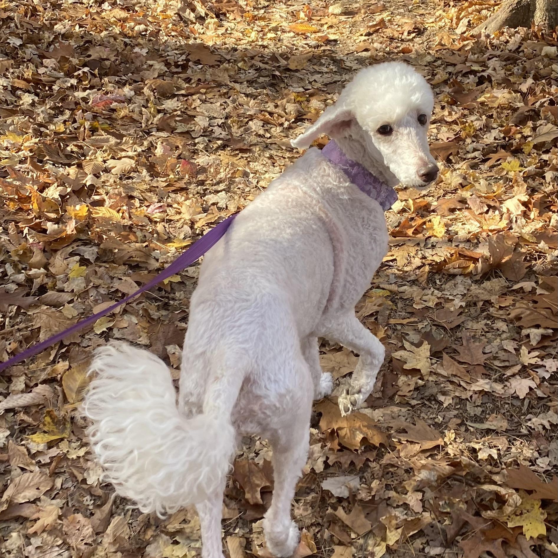 Enlarge Molly, a Adoptable mixed breed in High Point, NC image 2/6